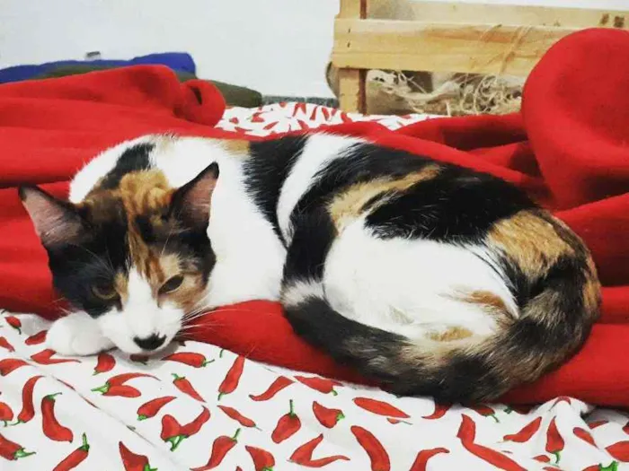 Gato ra a não sei idade 1 ano nome Lari e Brisa