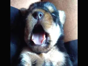 Cachorro raça mestiço idade Abaixo de 2 meses nome não possui