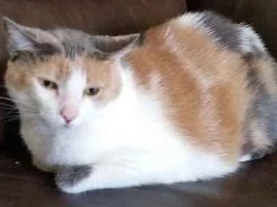 Gato ra a SRD idade 6 ou mais anos nome Miguelita