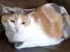 Gato raça SRD idade 6 ou mais anos nome Miguelita