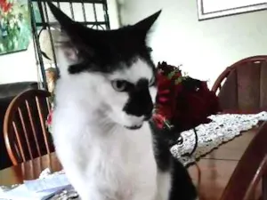 Gato raça SRD idade 4 anos nome Manchinha