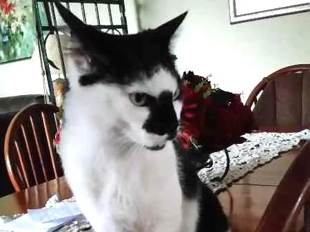Gato ra a SRD idade 4 anos nome Manchinha