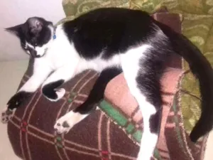Gato raça Srd idade 2 anos nome Nacho