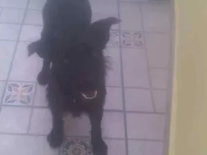 Cachorro raça SRD idade 7 a 11 meses nome Emily
