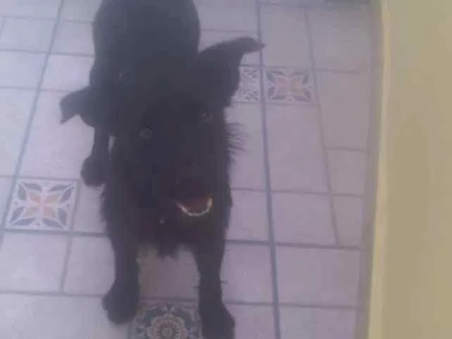 Cachorro ra a SRD idade 7 a 11 meses nome Emily