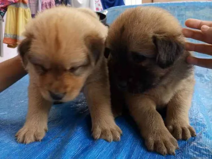 Cachorro ra a Mestiço de chow chow idade 2 a 6 meses nome Lion