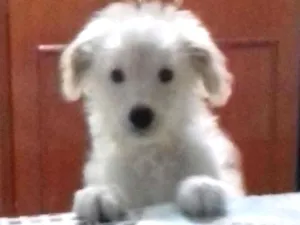 Cachorro raça Yorkshire com vira lata idade 2 a 6 meses nome Nala