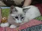 Gato raça mestiça idade 2 a 6 meses nome Savannah