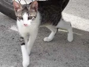 Gato raça Indefinida idade 2 a 6 meses nome Sem nome