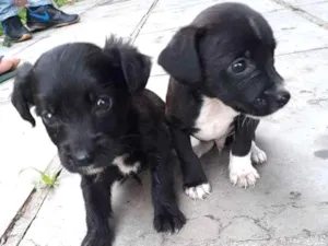 Cachorro raça Não definida idade Abaixo de 2 meses nome Não possui