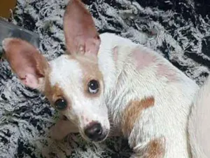 Cachorro raça Pinsher idade 1 ano nome Borges