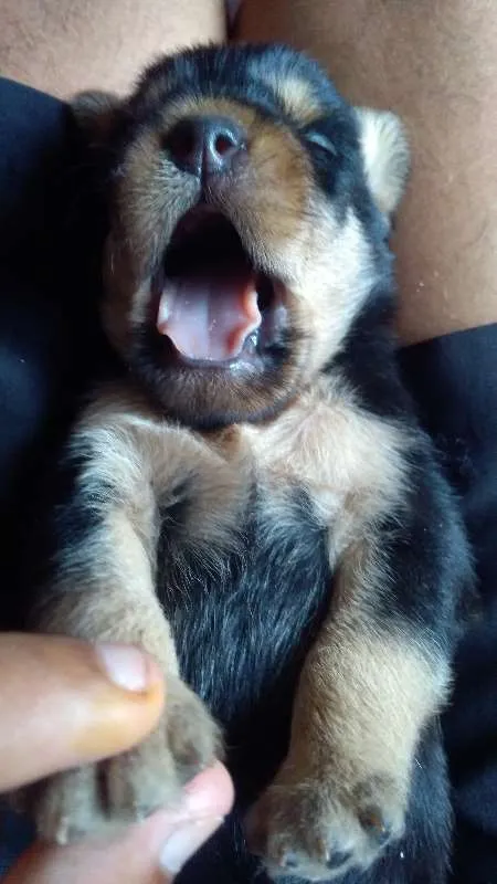 Cachorro raça mestiço idade Abaixo de 2 meses nome não possui