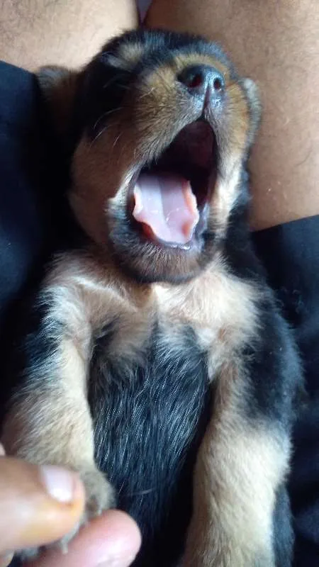 Cachorro raça mestiço idade Abaixo de 2 meses nome não possui