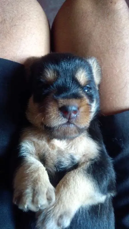 Cachorro raça mestiço idade Abaixo de 2 meses nome não possui