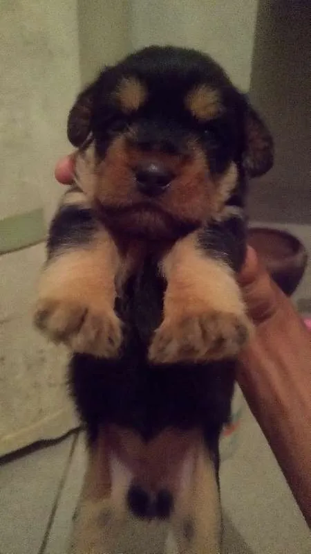 Cachorro raça mestiço idade Abaixo de 2 meses nome não possui