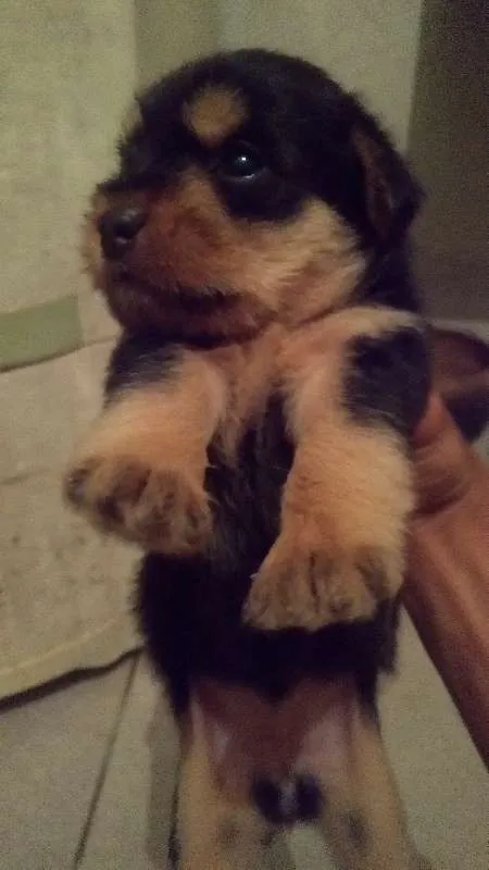 Cachorro raça mestiço idade Abaixo de 2 meses nome não possui