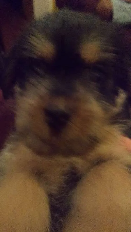 Cachorro raça mestiço idade Abaixo de 2 meses nome não possui
