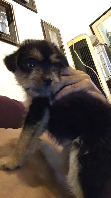 Cachorro raça mestiço idade Abaixo de 2 meses nome não possui