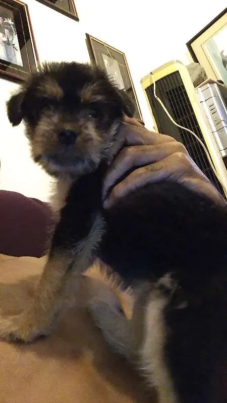 Cachorro raça mestiço idade Abaixo de 2 meses nome não possui