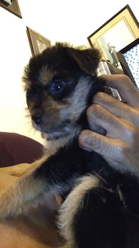 Cachorro raça mestiço idade Abaixo de 2 meses nome não possui