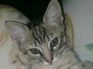 Gato raça  idade 2 a 6 meses nome Leona