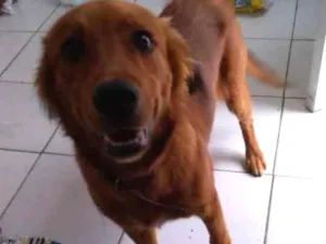 Cachorro raça SRD idade 2 a 6 meses nome Duke