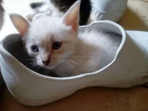 Gato raça não tem idade Abaixo de 2 meses nome sem nome