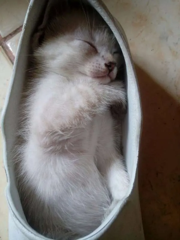 Gato raça não tem idade Abaixo de 2 meses nome sem nome