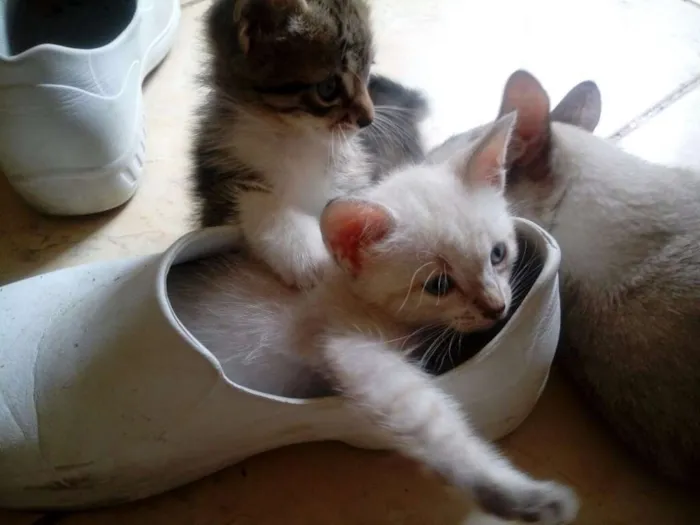 Gato raça não tem idade Abaixo de 2 meses nome sem nome