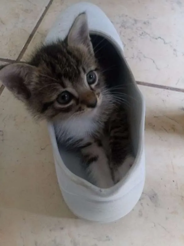 Gato raça  idade Abaixo de 2 meses nome NÃO TEM