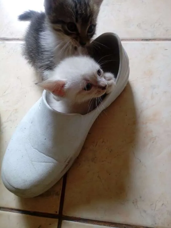 Gato raça  idade Abaixo de 2 meses nome NÃO TEM
