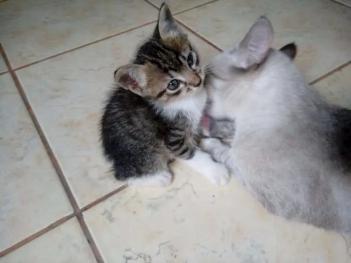Gato raça  idade Abaixo de 2 meses nome NÃO TEM
