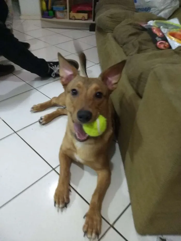 Cachorro ra a Srd idade 1 ano nome Scooby