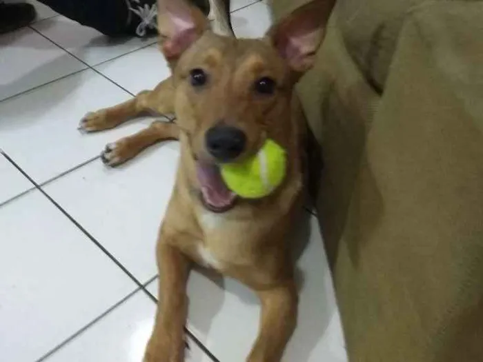 Cachorro ra a Srd idade 1 ano nome Scooby