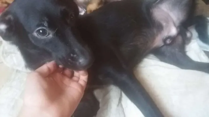 Cachorro ra a Vira Lata  idade 1 ano nome Preto
