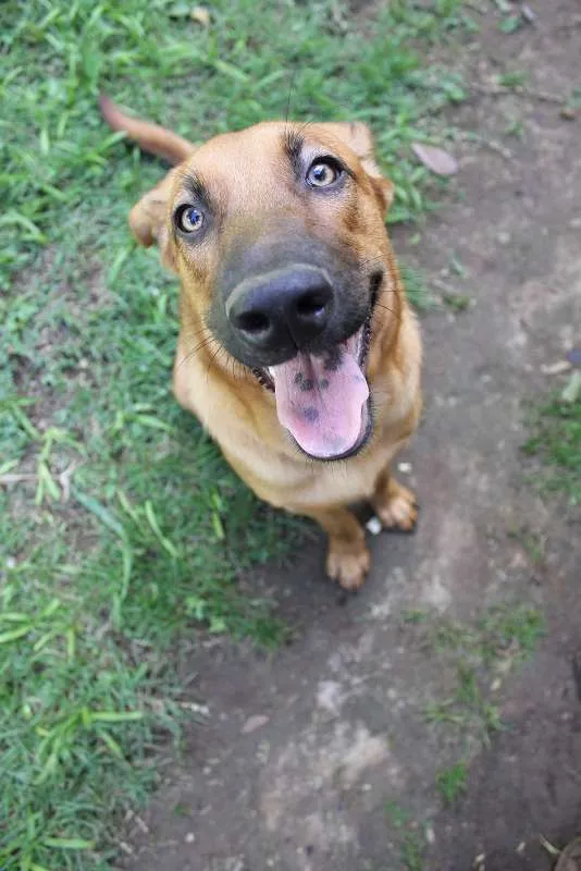 Cachorro ra a SRD idade 7 a 11 meses nome Canjica