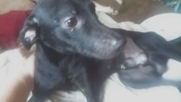 Cachorro ra a Vira Lata  idade 1 ano nome Pretinho 