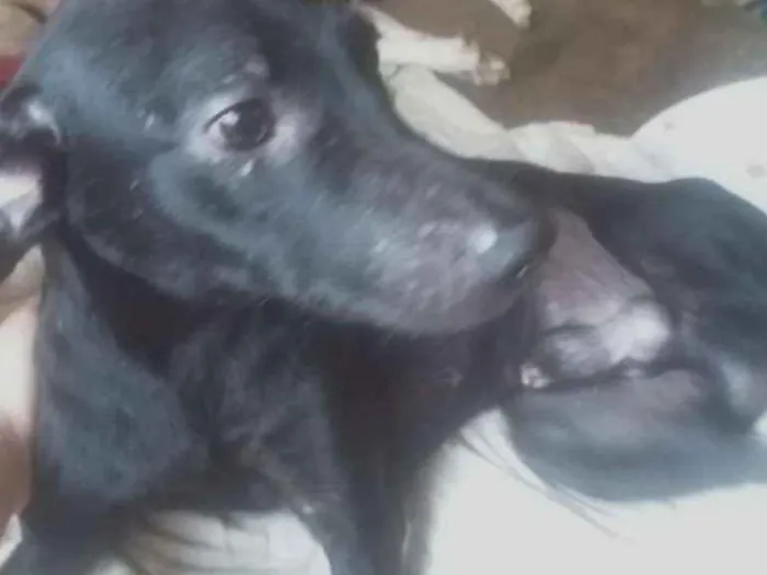 Cachorro ra a Vira Lata  idade 1 ano nome Pretinho 