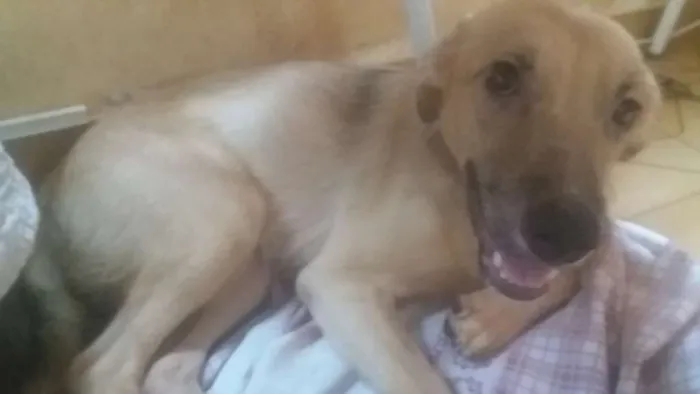 Cachorro ra a Vira Lata  idade 1 ano nome Lobinho