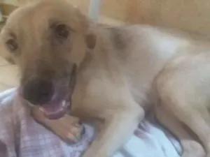 Cachorro raça Vira Lata  idade 1 ano nome Lobinho