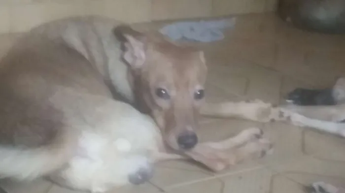 Cachorro ra a Vira Lata  idade 1 ano nome Caramelo 