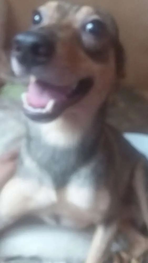 Cachorro ra a Vira Lata  idade 2 anos nome Buda