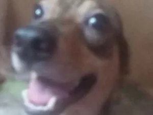 Cachorro raça Vira Lata  idade 2 anos nome Buda