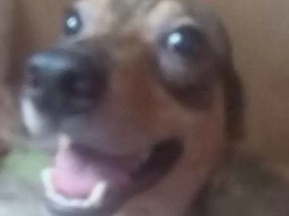 Cachorro ra a Vira Lata  idade 2 anos nome Buda