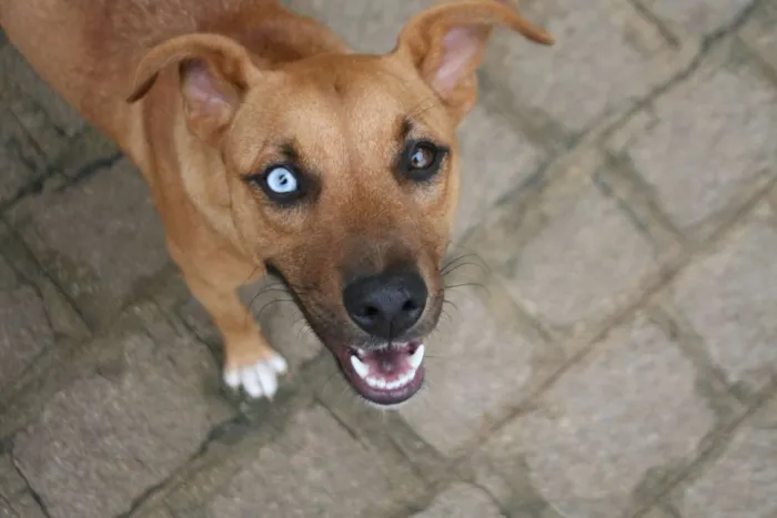Cachorro ra a SRD idade 2 anos nome Blue