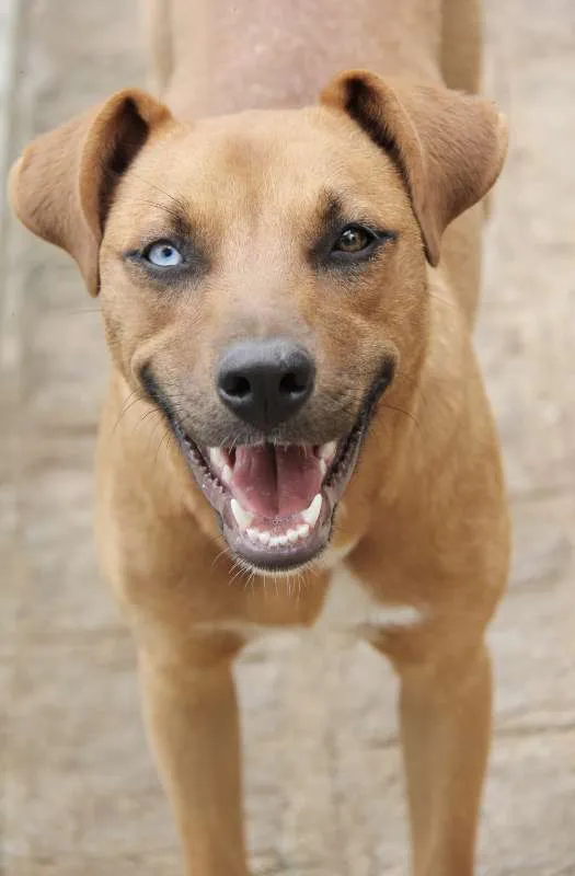 Cachorro ra a SRD idade 2 anos nome Blue