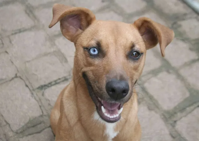 Cachorro ra a SRD idade 2 anos nome Blue