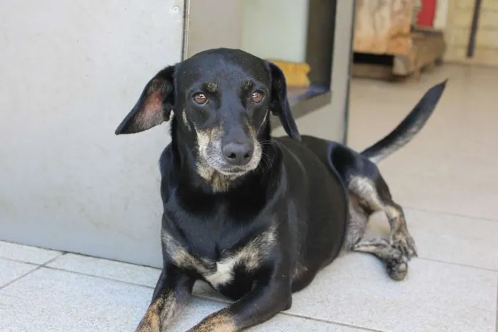 Cachorro ra a SRD idade 3 anos nome Mathias