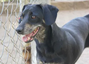 Cachorro raça SRD idade 3 anos nome Mathias
