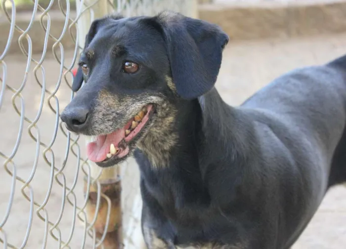 Cachorro ra a SRD idade 3 anos nome Mathias